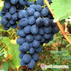Ароматный и сладкий виноград “Августа” в Белгороде
