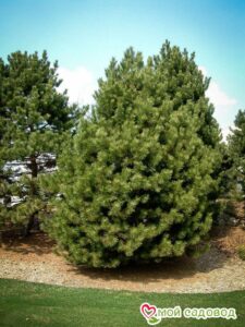 Сосна Чёрная (Pinus Nigra) в Белгороде