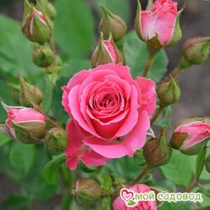 Роза Спрей розовый в Белгороде