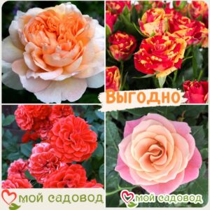 Комплект роз! Роза плетистая, спрей, чайн-гибридная и Английская роза в одном комплекте в Белгороде