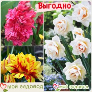 Весенний набор луковичных цветов в Белгороде